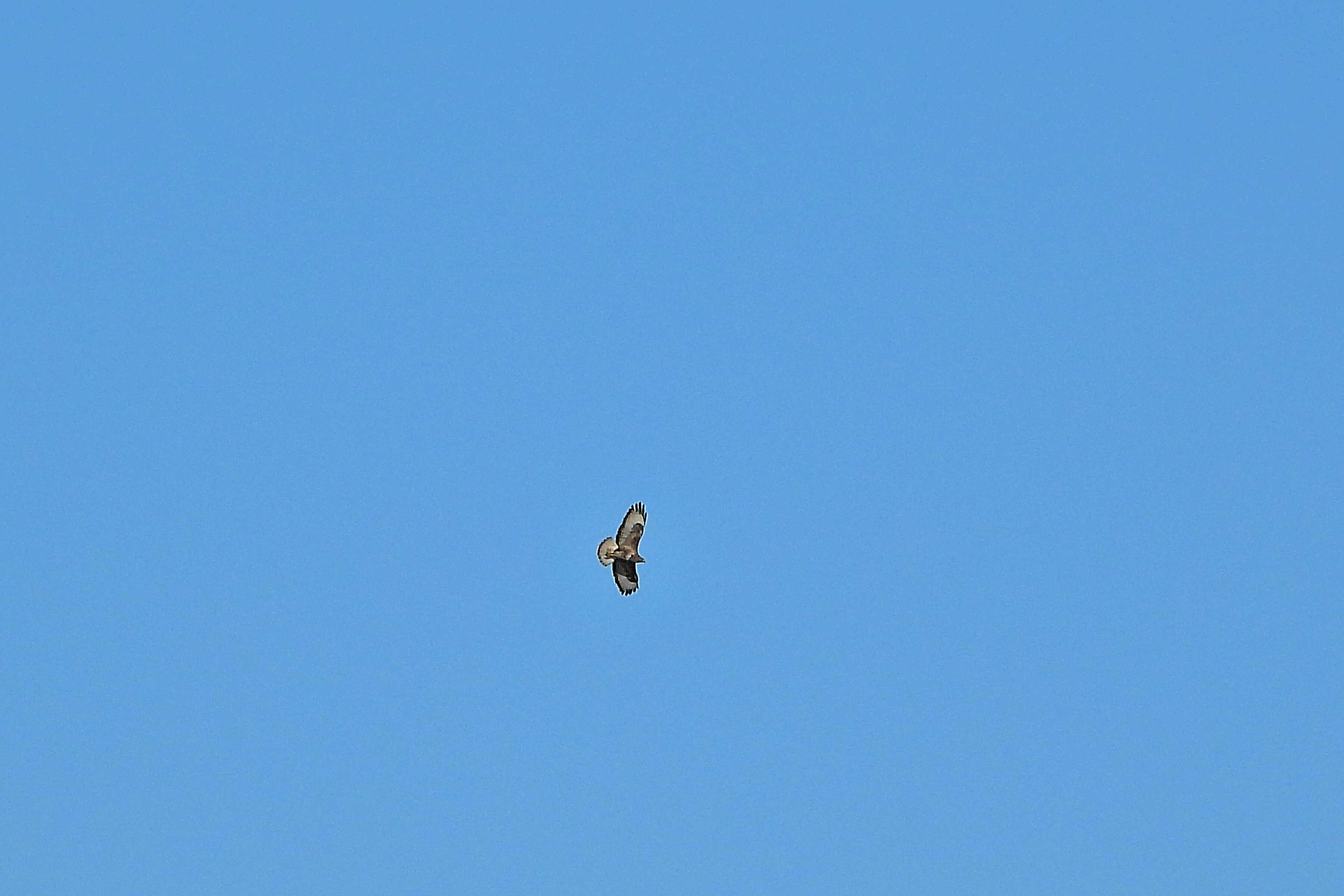 Busardo ratonero bajo un cielo azul.